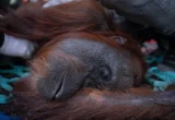 Tragedi Kematian Orang Utan Sempurna: Panggilan Darurat untuk Mengakhiri Bencana Karhutla di Kalimantan Barat
