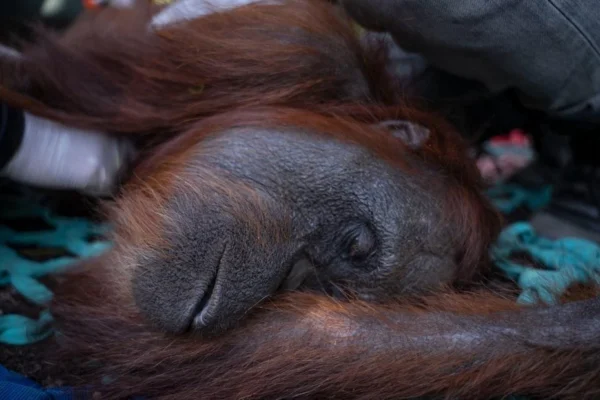 Tragedi Kematian Orang Utan Sempurna: Panggilan Darurat untuk Mengakhiri Bencana Karhutla di Kalimantan Barat