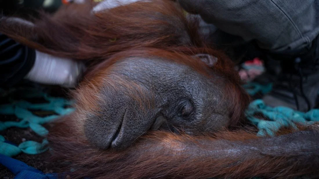 Tragedi Kematian Orang Utan Sempurna: Panggilan Darurat untuk Mengakhiri Bencana Karhutla di Kalimantan Barat